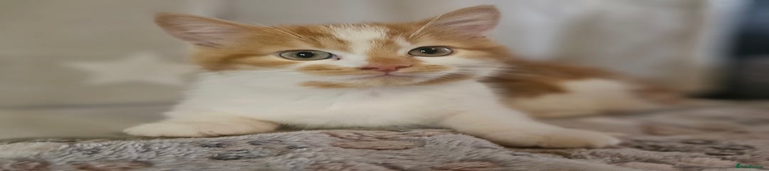 British Shorthair Kitten 2