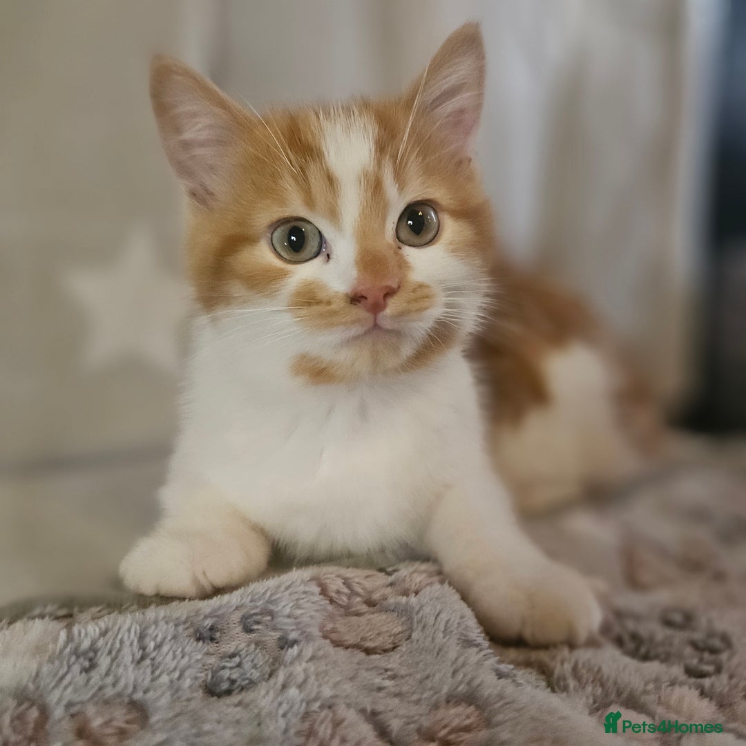 British Shorthair cats for sale: Ginger and white kittens  - Image 9