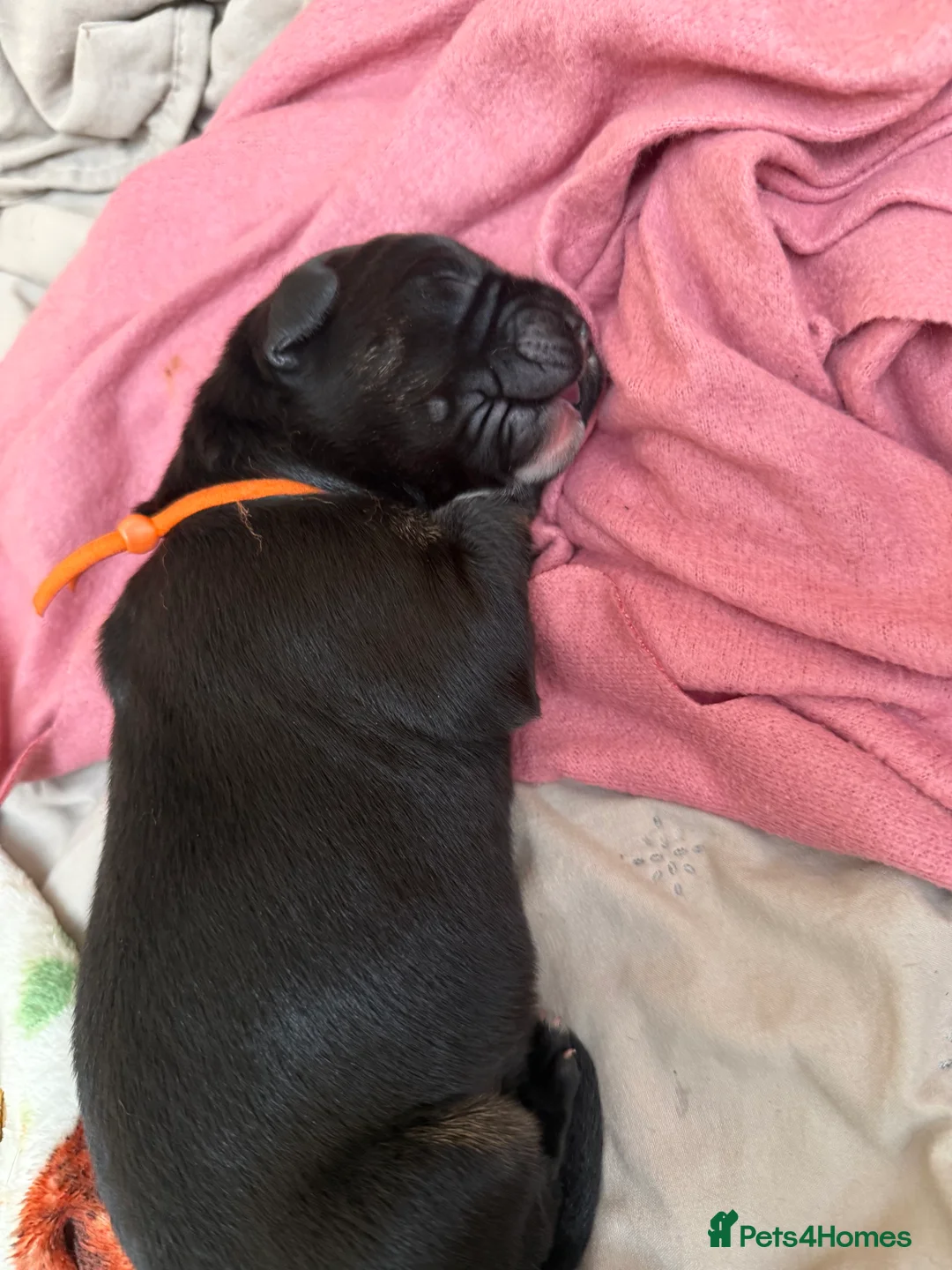 Mixed Breed dogs for sale: ❣️ Cane Corso x Chinese Red Dog Puppies ❣️ in Sittingbourne - Advert 2