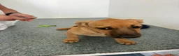 Mixed Breed dogs for adoption: 🧡🐾BETTY — A TINY GIRL LOOKING FOR A BIG LOVE🐾🧡 in Nottingham - Advert 1
