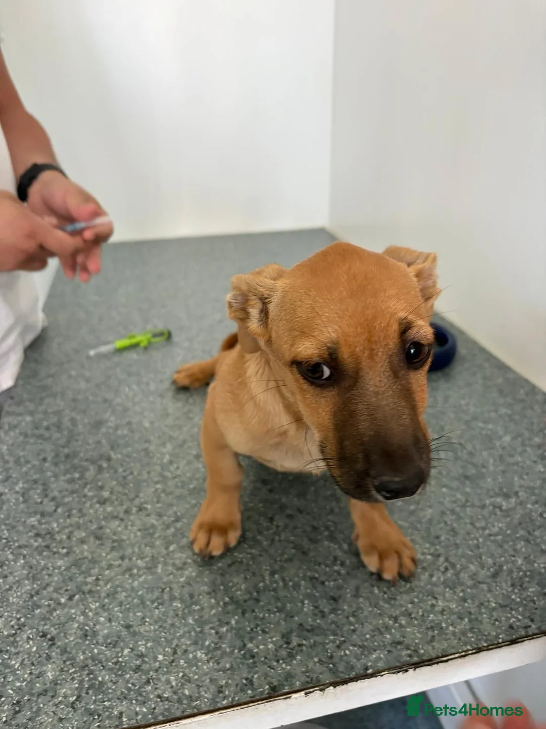 Mixed Breed dogs for adoption: 🧡🐾BETTY — A TINY GIRL LOOKING FOR A BIG LOVE🐾🧡 in Nottingham - Advert 1