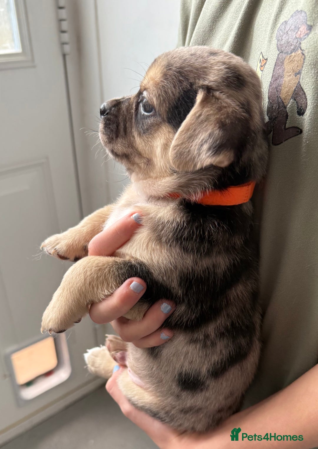 Pomchi dogs for sale: Beautiful Pomchi puppies  - Image 15