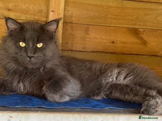 Maine Coon cats GCCF Russian Line handsome stud Kodiak in Braintree - Advert 6