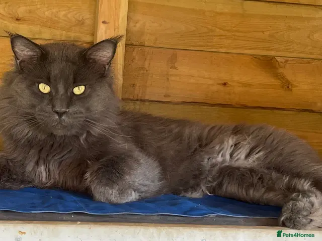 Maine Coon cats GCCF Russian Line handsome stud Kodiak - Advert 11