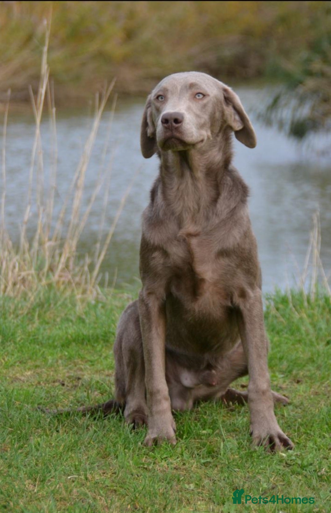 Labrador Retriever dogs for sale: 🩶 beautiful silver/Charcoal KC reg puppies 🩶 - Image 14