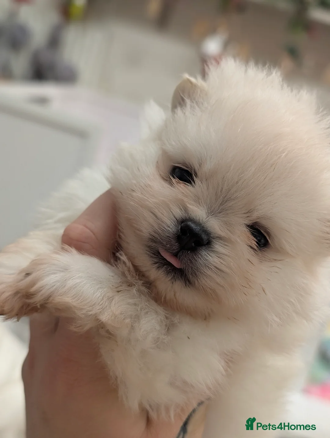 Pomeranian dogs for sale: Beautiful tiny Pomeranian girls  ONE LEFT  - Advert 4