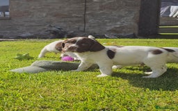 English Springer Spaniel dogs for sale: Stunning English Springer Spaniel puppies - Image 3