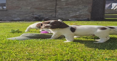 English Springer Spaniel dogs - Advert 5