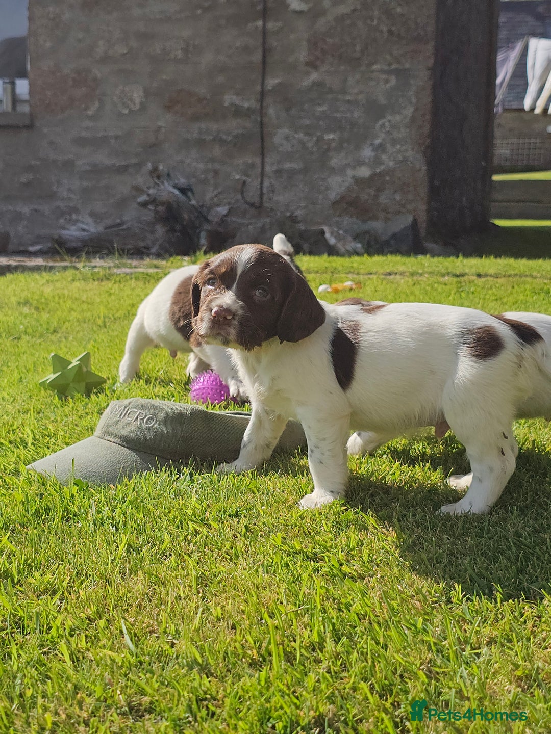 English Springer Spaniel dogs for sale: Stunning English Springer Spaniel puppies - Image 3