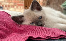 Ragdoll cats for sale: Beautiful Pure Ragdoll Kittens - Image 2
