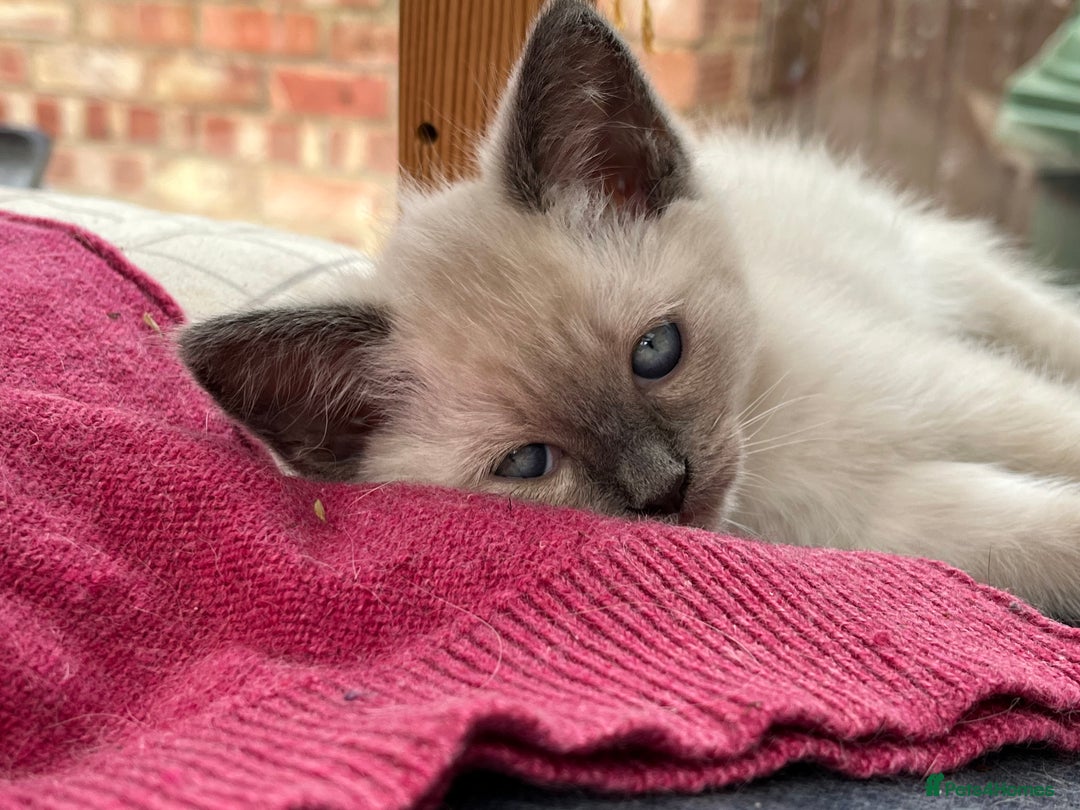 Ragdoll cats for sale: Beautiful Pure Ragdoll Kittens - Image 2