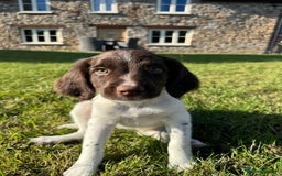 English Springer Spaniel dogs for sale: 1 Female READY TO GO KC Reg ESS Puppy - Image 5