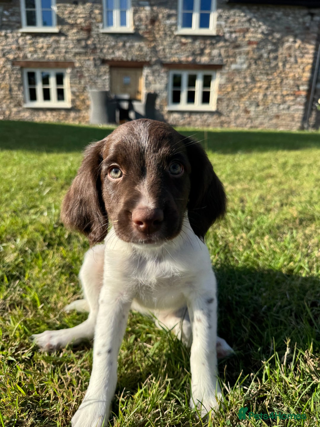 English Springer Spaniel dogs for sale: 1 Female READY TO GO KC Reg ESS Puppy - Image 5