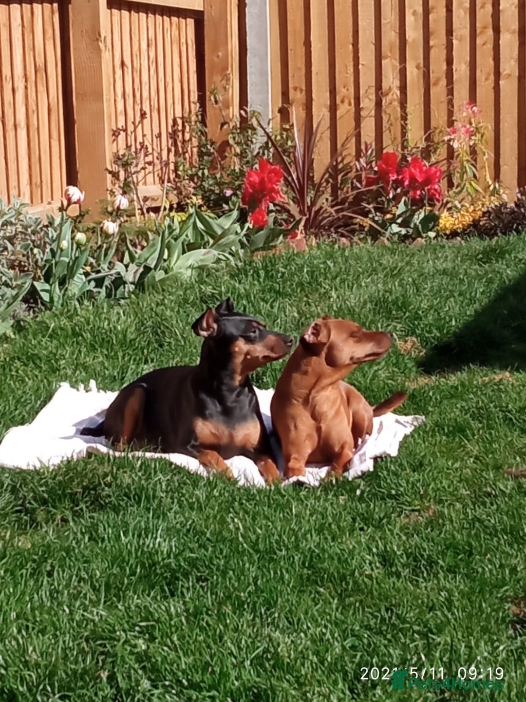 Miniature Pinscher dogs for sale: Miniature Pinschers in Swanley - Advert 2