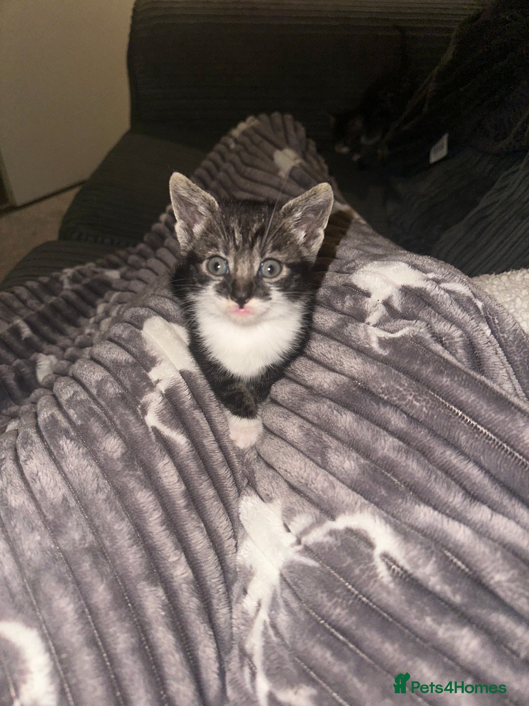 Mixed Breed cats for sale: Female kittens - Advert 2