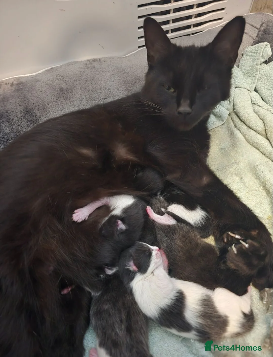 Mixed Breed cats for sale: Kittens - Advert 1