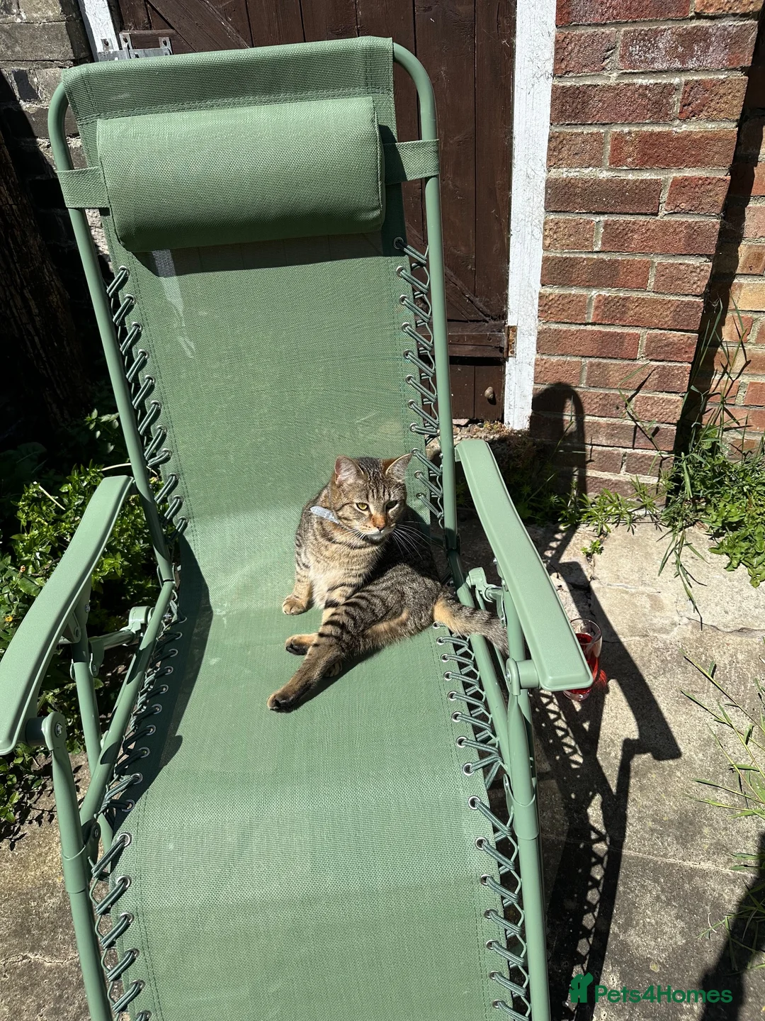Bengal cats for sale: Steve - Advert 5