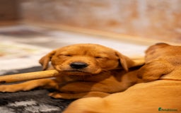 Labrador Retriever dogs for sale: KC Registered Fox Red Labrador Puppies  - Image 7