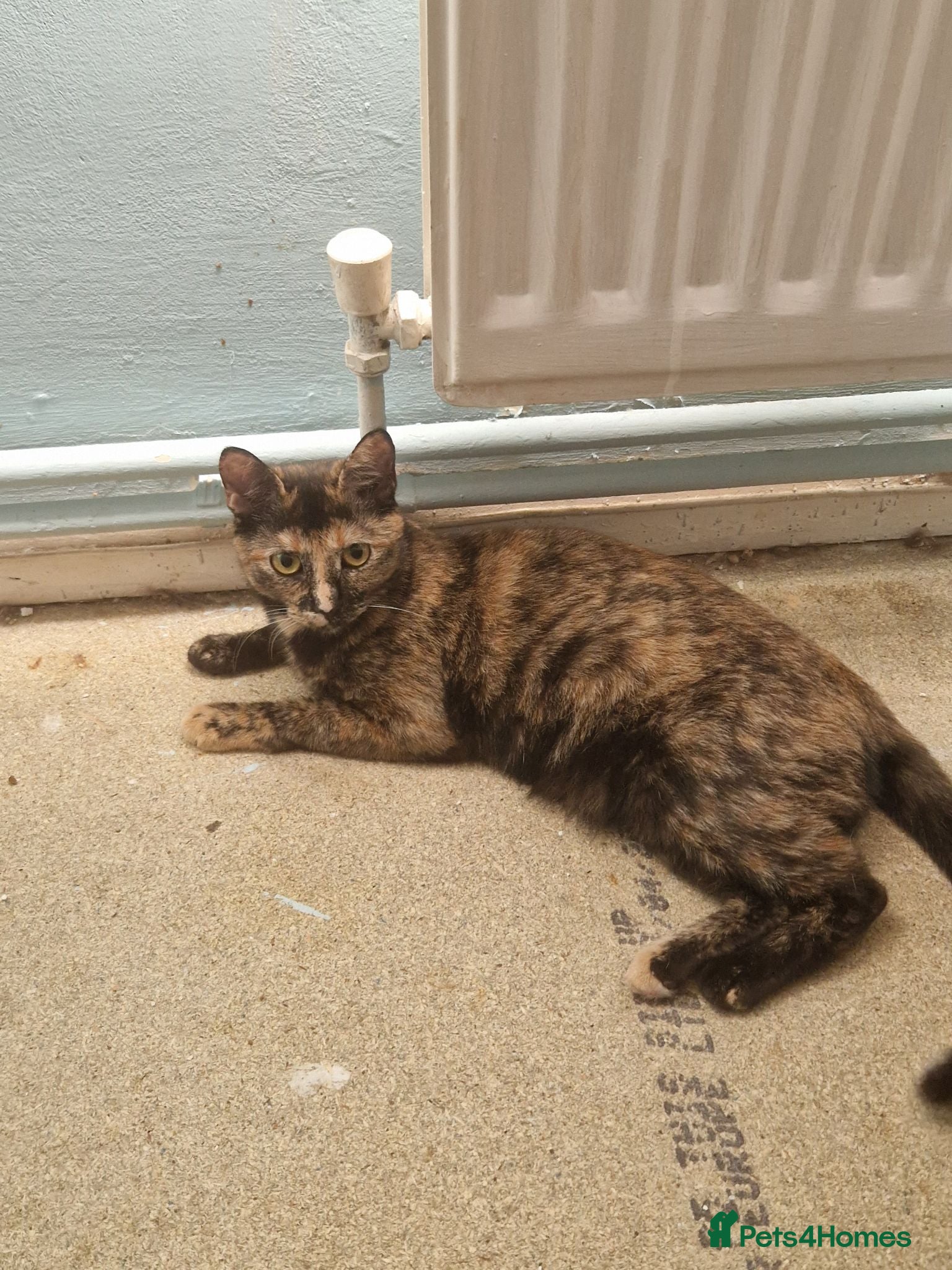 Mixed Breed cats Lilly-May tortoishell cat - Advert 1