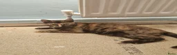 Mixed Breed cats for sale: Lilly-May tortoishell cat - Advert 1