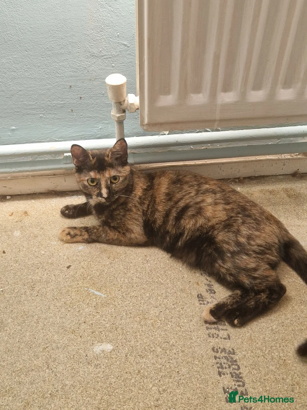 Mixed Breed cats for sale: Lilly-May tortoishell cat - Advert 1