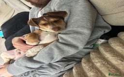 Mixed Breed dogs for sale: Miniature daschund & Jack Russell cross - Image 6