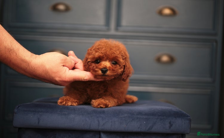 Toy Poodle dogs - Advert 14