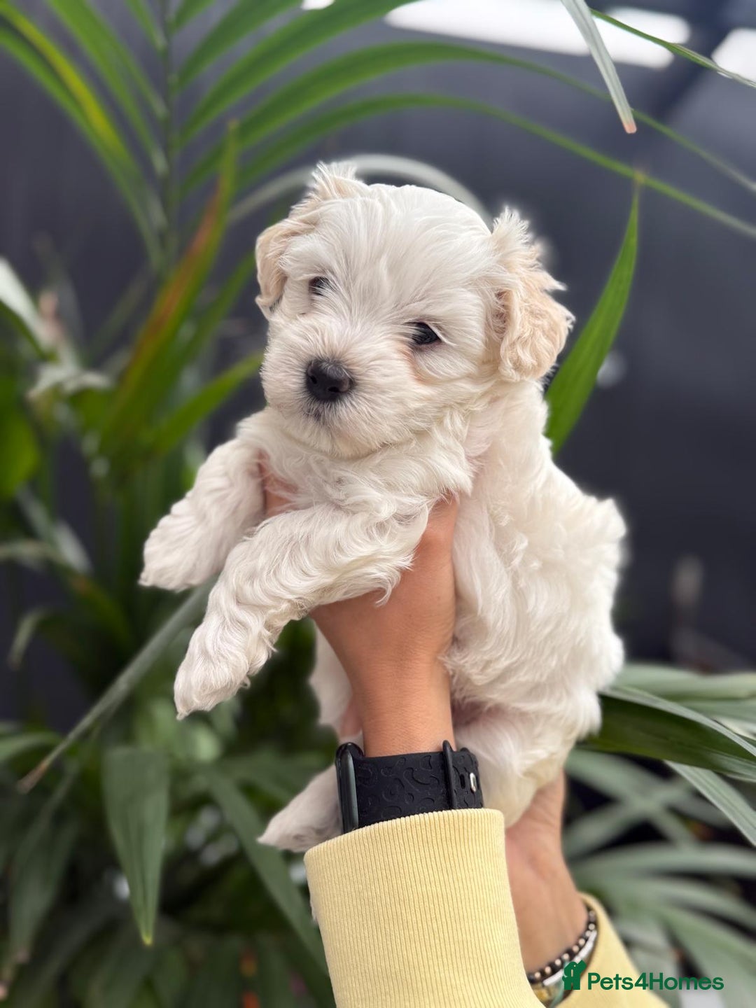 Maltipoo dogs for sale: ❤️Maltipoo beutifull puppies healthy checked❤️😍🥰 - Image 14