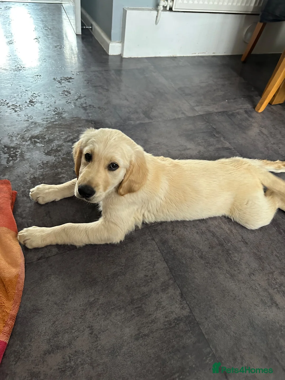 Golden Retriever dogs for sale: 11 Weeks Old Golden Retriever Boy - Advert 7