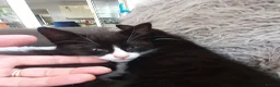 Mixed Breed cats for sale: Beautiful black/white long hair boy - Advert 3