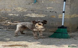 Miniature Poodle dogs for stud: Chocolate Merle Miniature Poodle Fully DNA Tested in Radstock - Image 31