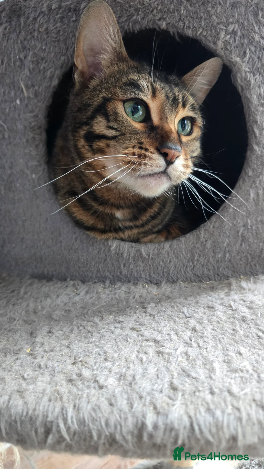 Toyger cats for sale: Female Toyger - Advert 1