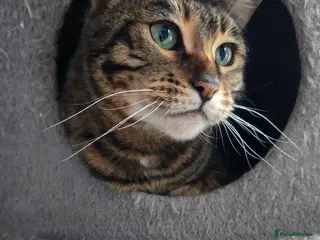 Toyger cats Female Toyger - Advert 1