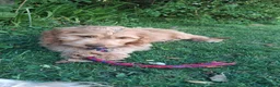 Mixed Breed dogs for sale: 3 Gorgeous Aussidoodles wanting to be re-homed  in Mountain Ash - Advert 25