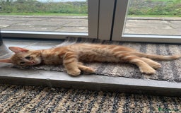Mixed Breed cats for sale: Cute playful kittens  - Image 2