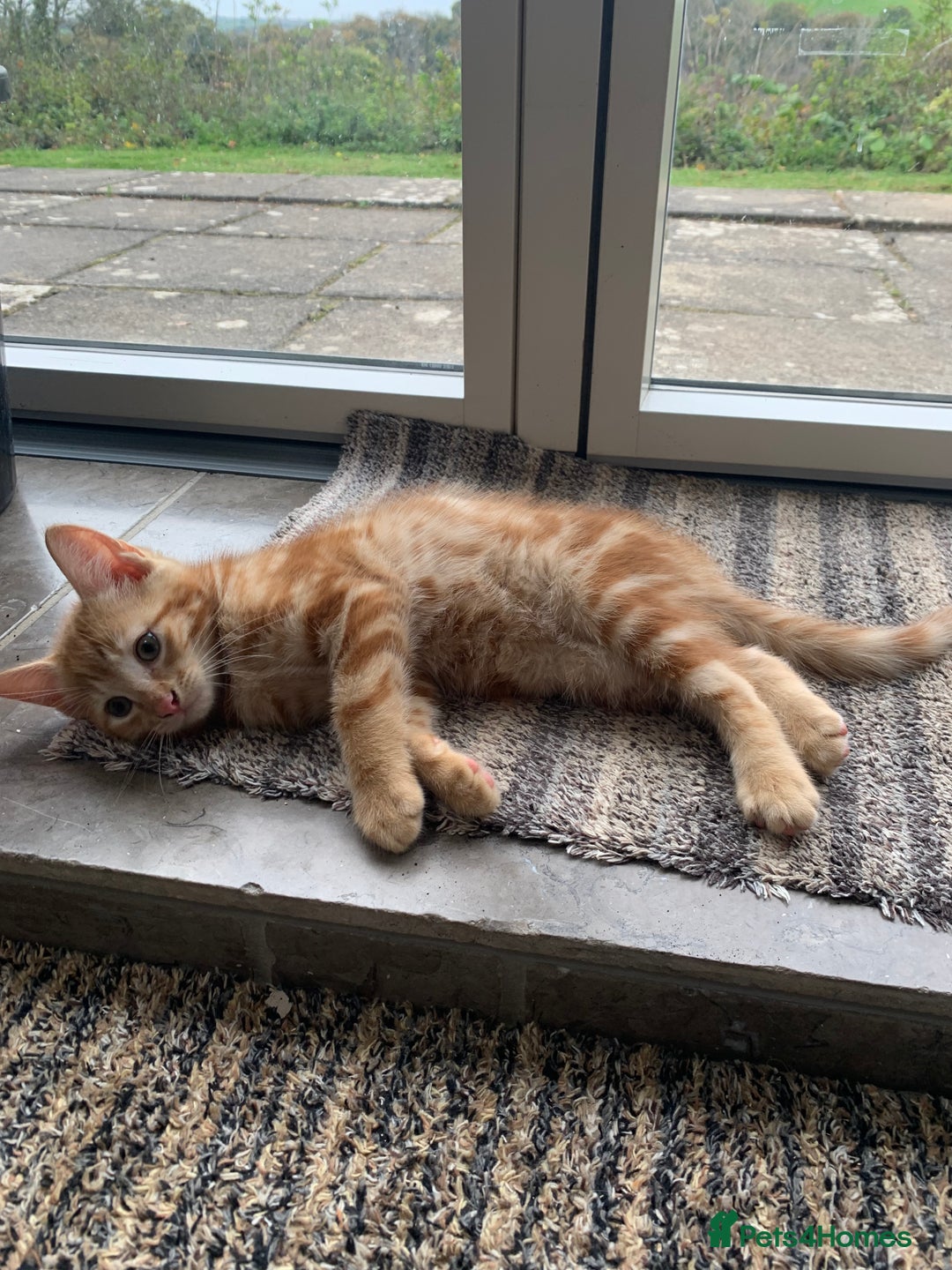 Mixed Breed cats for sale: Cute playful kittens  - Image 2