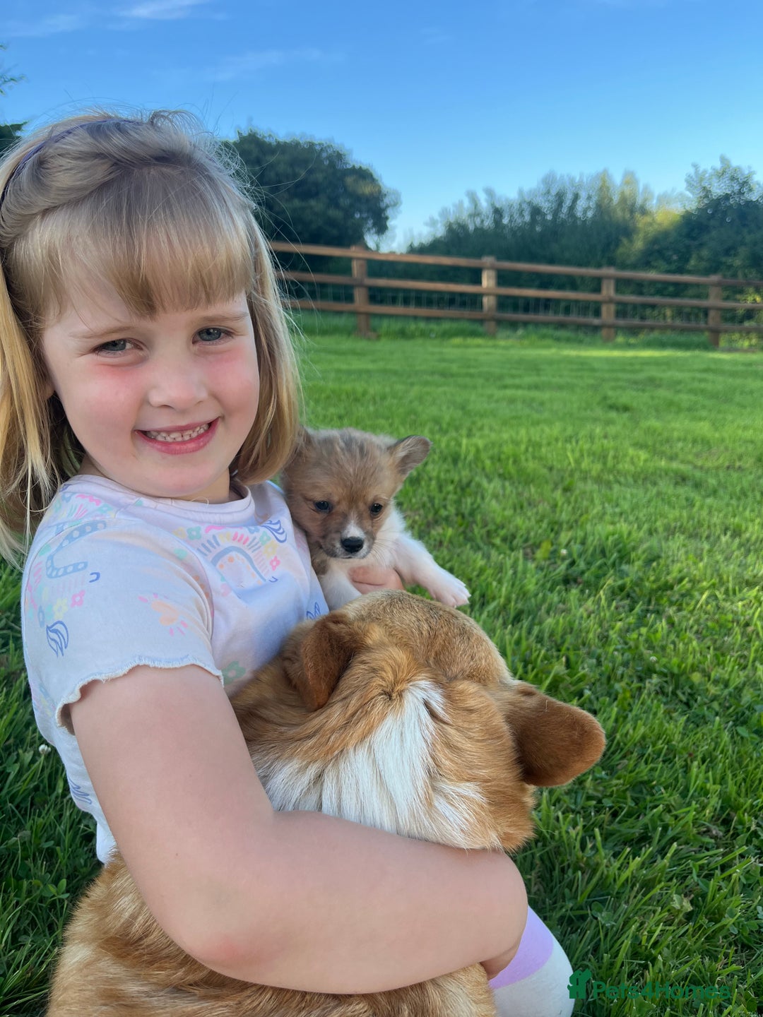 Welsh Corgi Pembroke dogs for sale: KC registered Champion line Corgi puppies - Image 22