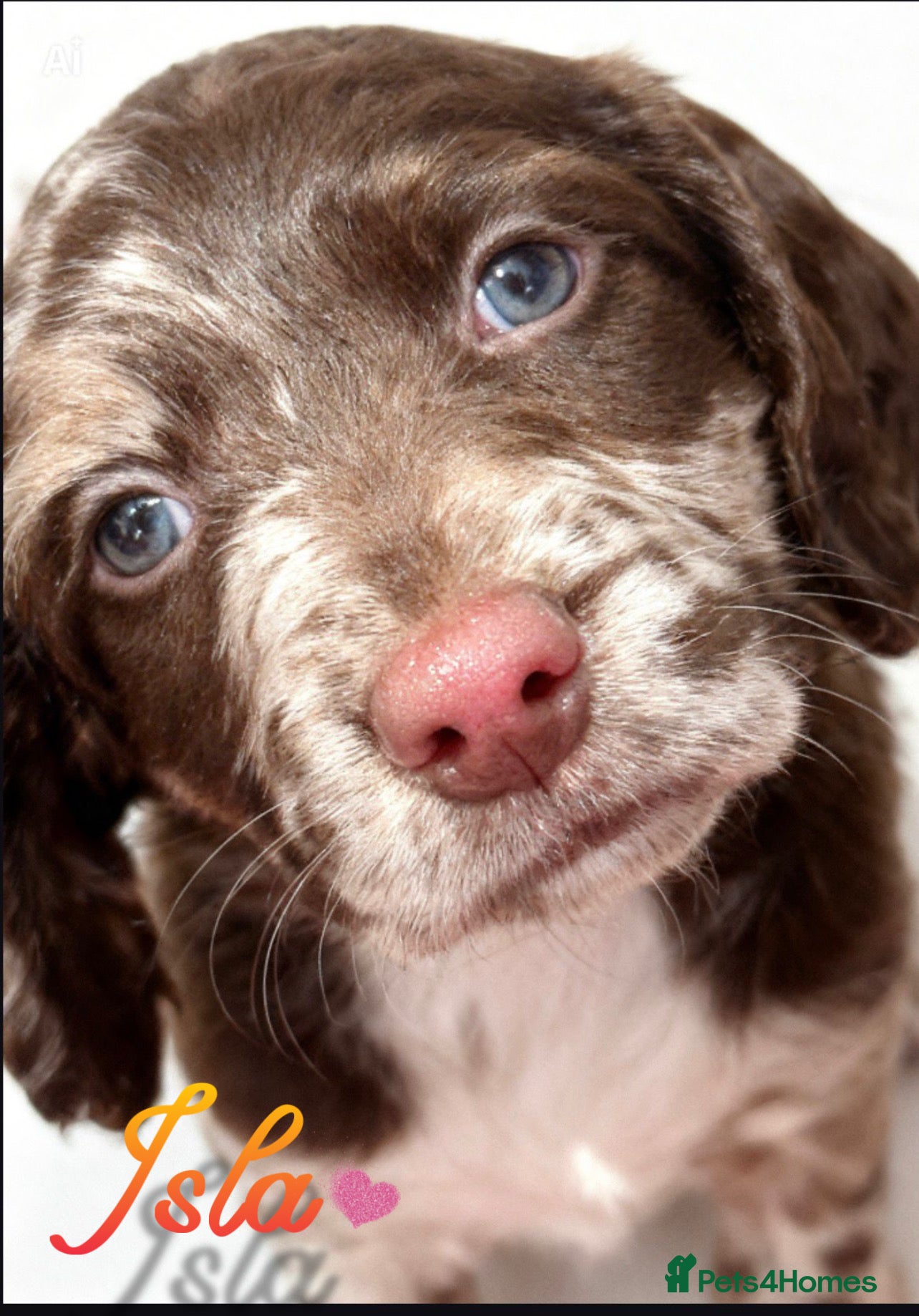 Sproodle dogs 🎉Rare Merle Sproodle Puppies 1x 💙 3x💝 left ! - Advert 1