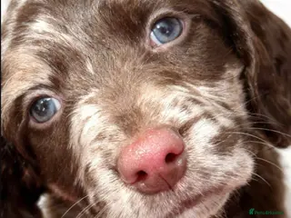 Sproodle dogs 🎉Rare Merle Sproodle Puppies 1x 💙 3x💝 left ! - Advert 2