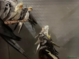 Cockatiels birds Cockatiels - Advert 4