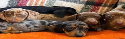 Dachshund dogs for sale: 5 beautiful dachshund girls  - Advert 14