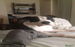American Bulldog dogs for sale: Roscoe The American bulldog in Walsall - Image 5