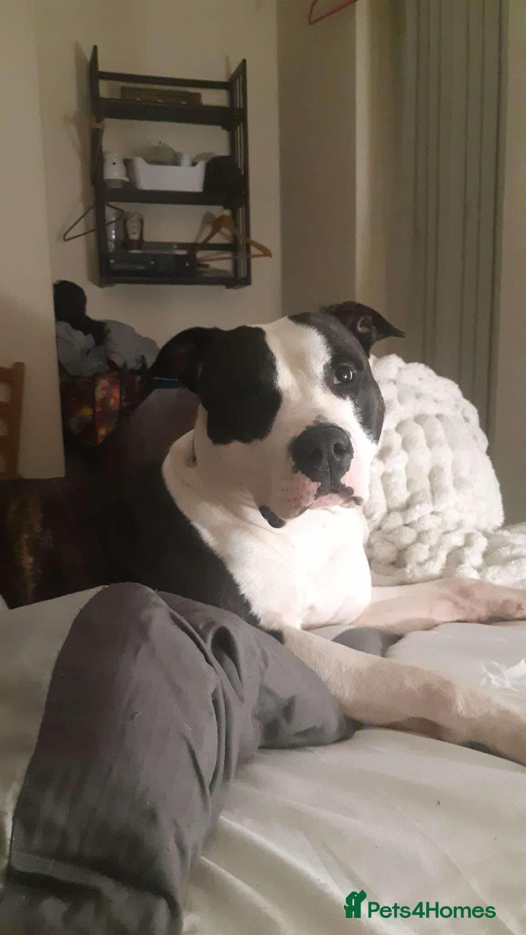 American Bulldog dogs for sale: Roscoe The American bulldog in Walsall - Image 5