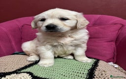 Golden Retriever dogs for sale: Extensively Health Tested & Kids Best friends - Advert 11