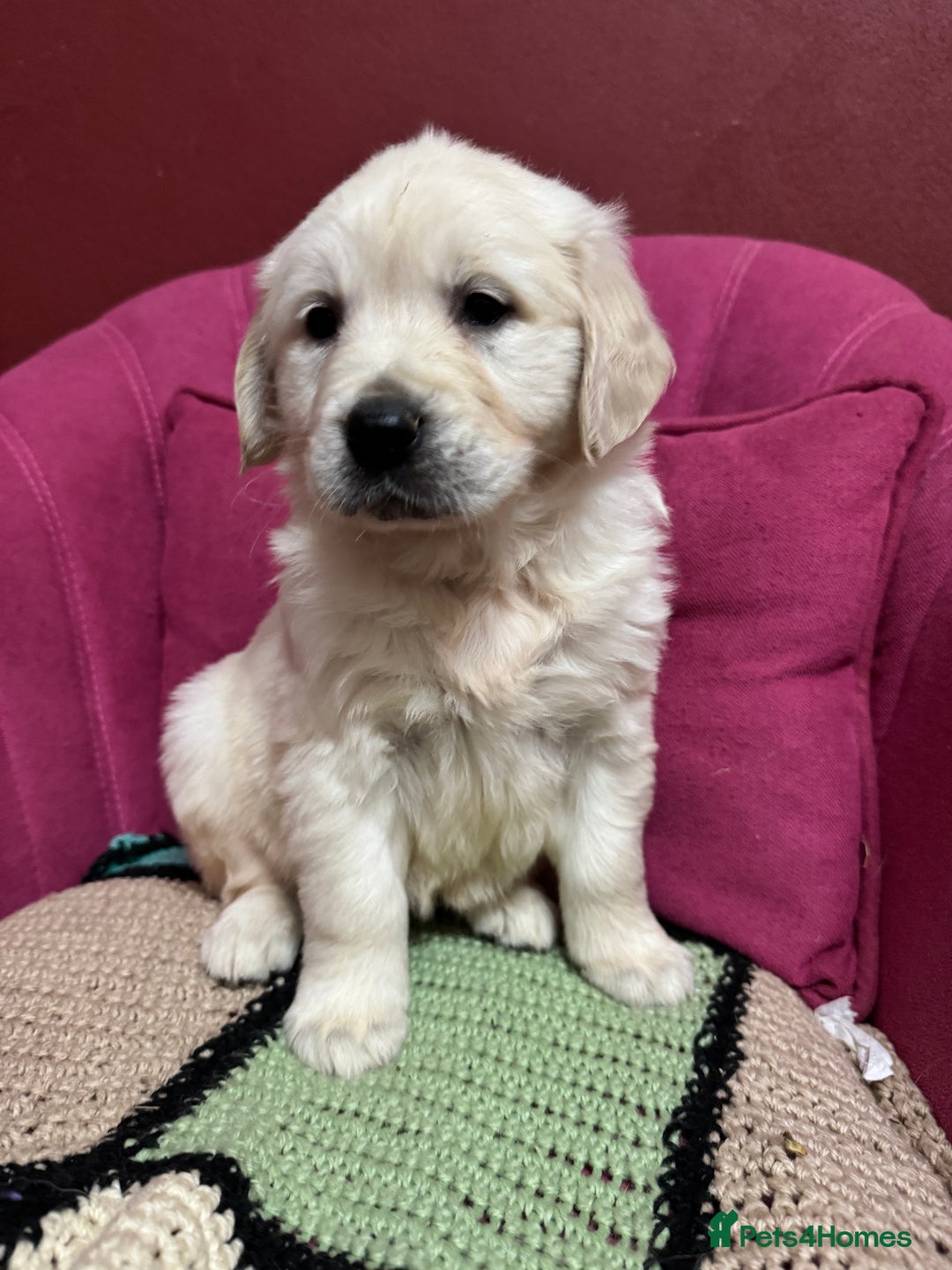 Golden Retriever dogs for sale: Extensively Health Tested & Kids Best friends - Advert 11