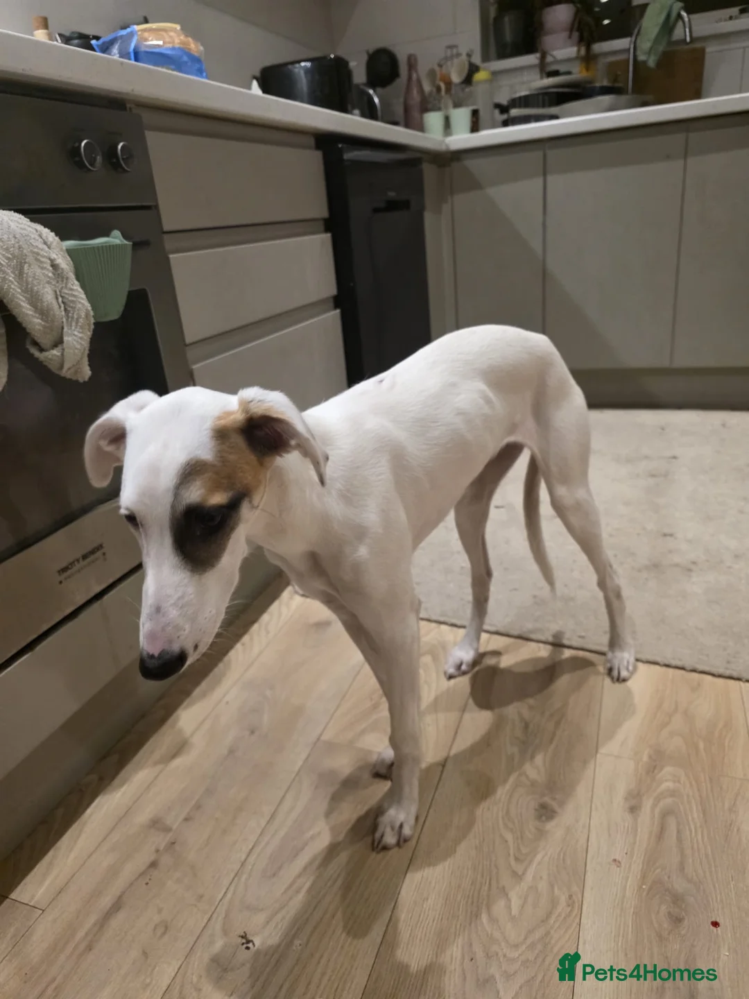 Mixed Breed dogs for sale: Lovely lurcher puppy looking for a new home - Advert 6