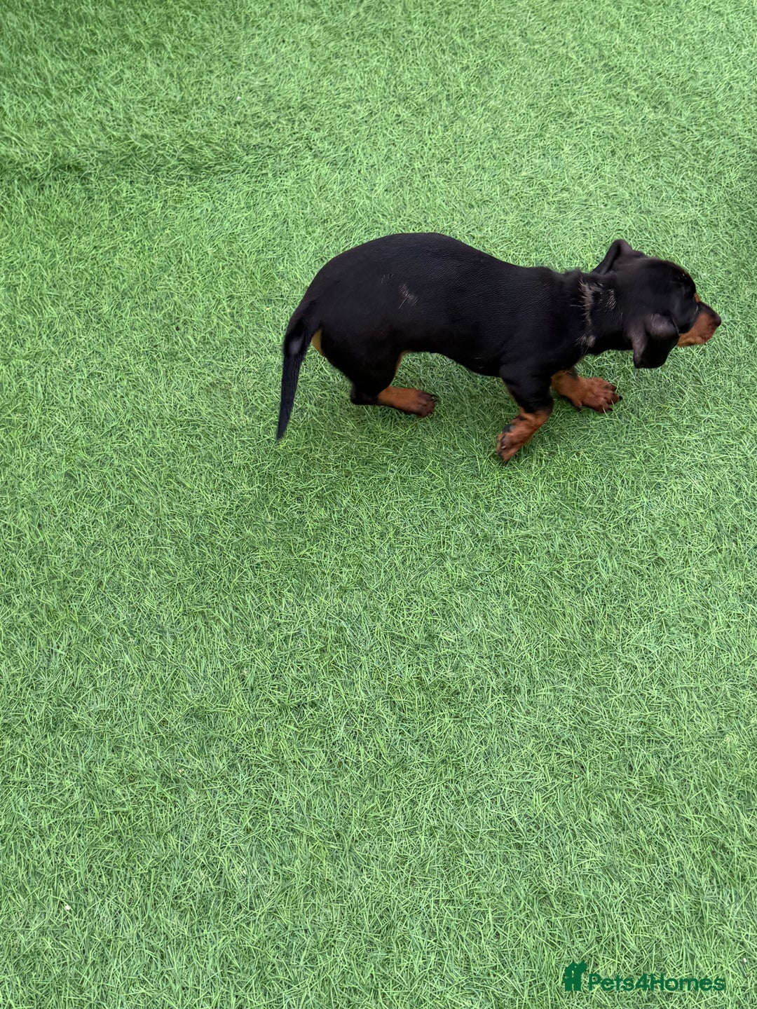 Miniature Dachshund dogs for sale: Beautiful dachshund puppies  - Advert 3