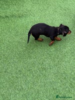 Miniature Dachshund dogs Beautiful dachshund puppies - Advert 3
