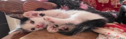 Mixed Breed cats for sale: Adorable Kittens Ready for their forever Homes - Advert 29