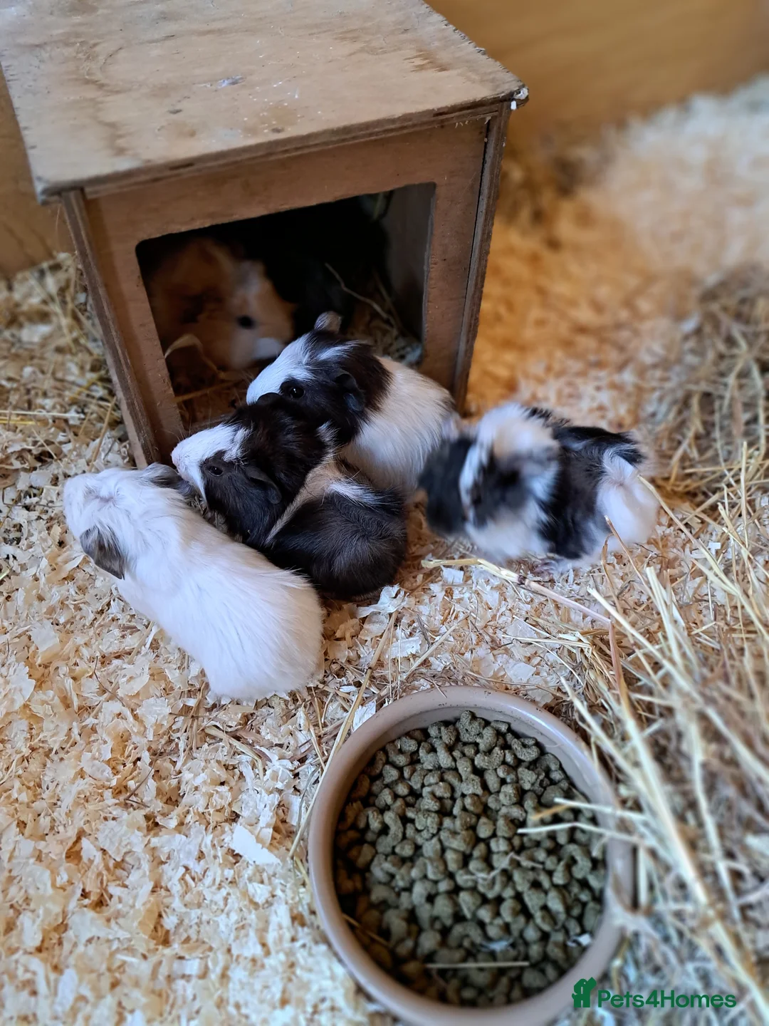 Guinea Pig rodents for sale: Beautiful Guinea pigs in Driffield - Advert 2